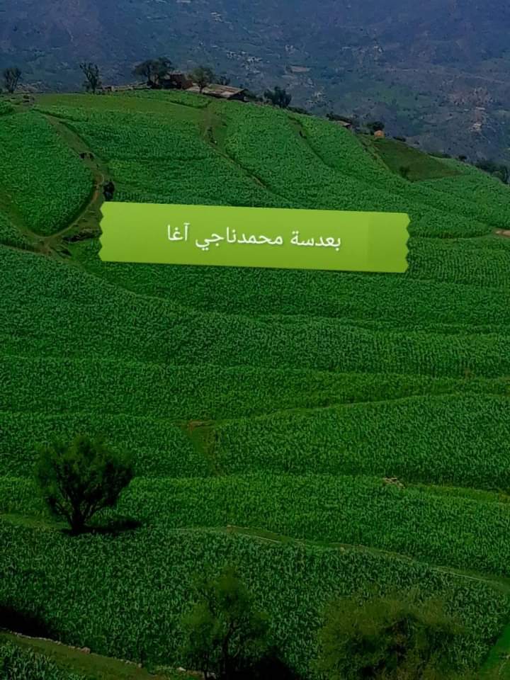 قرية يمنية الصعود اليها بجذع شجرة جعلتها الخضرة أشبه بسجاد للصلاة .. صورة