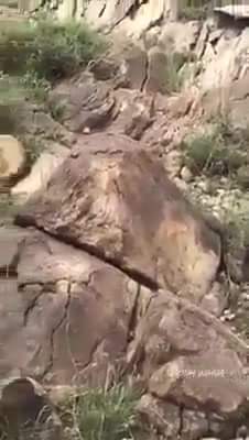 ثعبان ضخم يظهر في إحدى مناطق الضالع .. فيديو